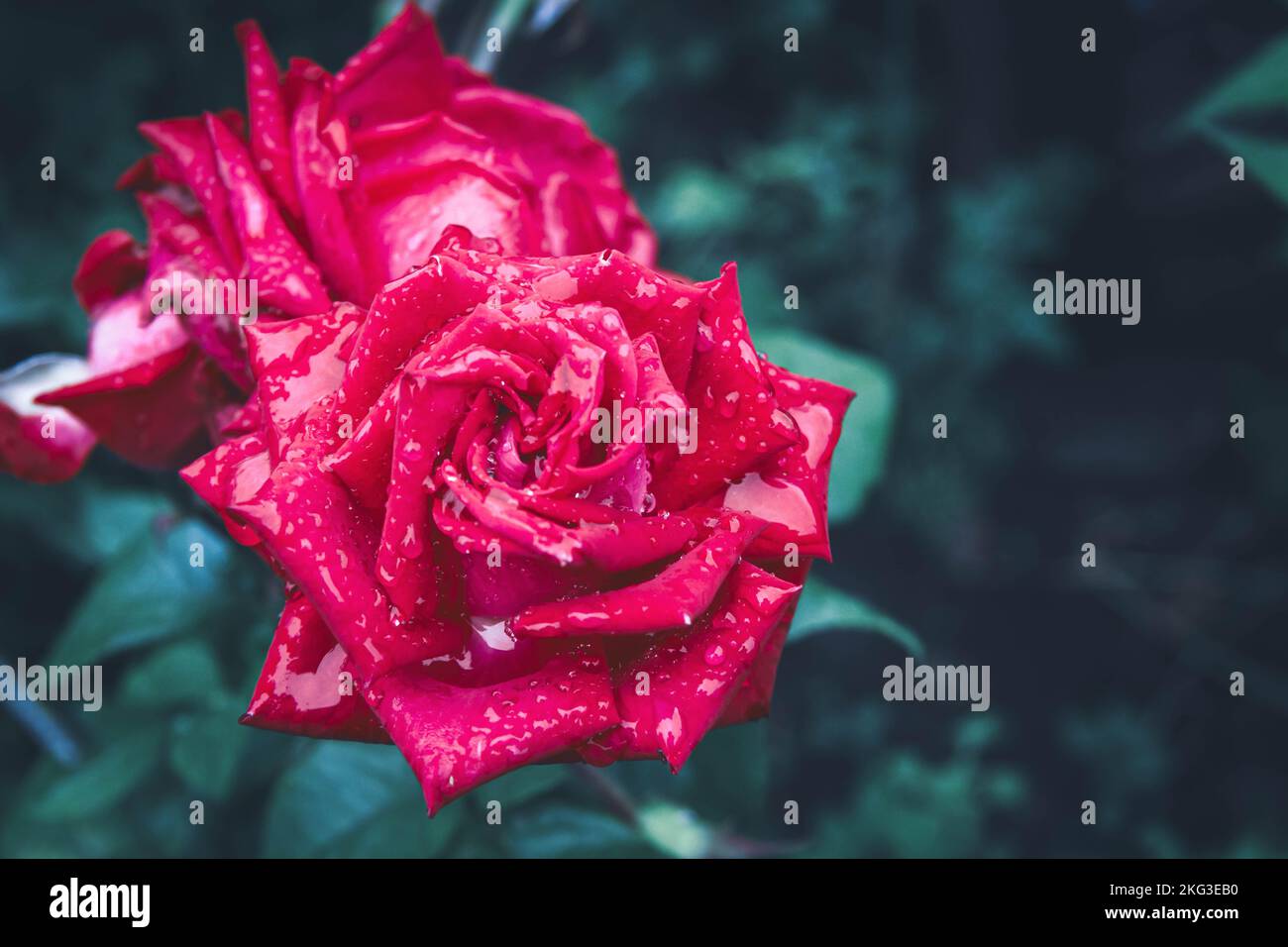 Belles fleurs de rose avec des gouttes de rosée du matin sur les feuilles. Gros plan écarlate. Banque D'Images