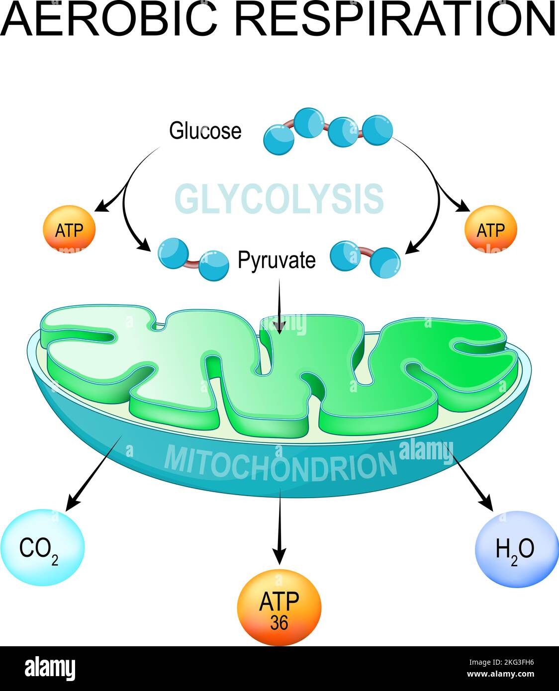 respiration aérobie. Glycolyse et synthèse de l'ATP dans les mitochondries. Conversion du glucose en pyruvate dans les cellules. Voie métabolique. Poster vectoriel Illustration de Vecteur