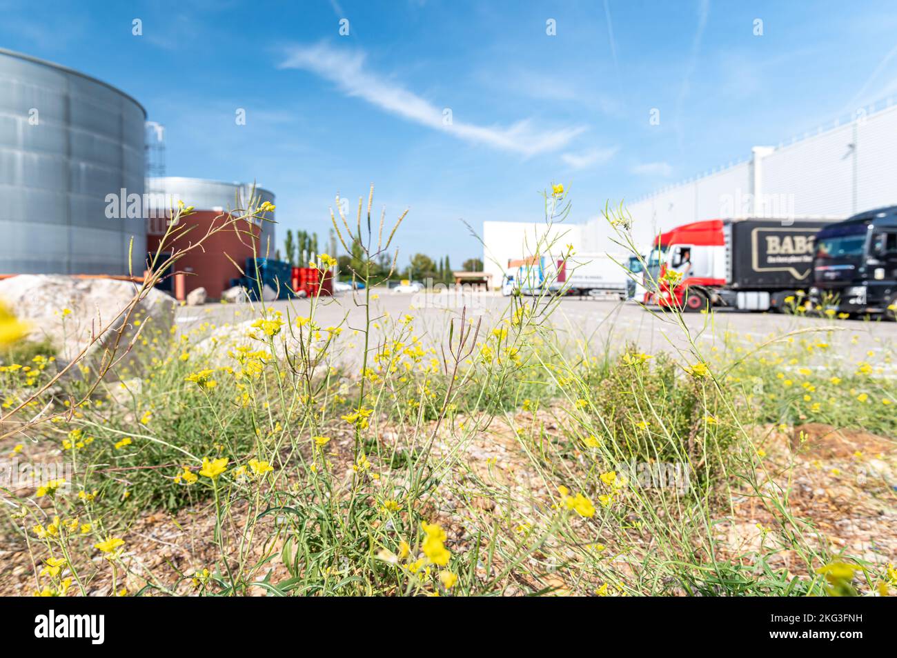 Photo à angle bas des plantes en fleurs et du parking des camions à l'arrière, à l'extérieur de l'industrie, sous un ciel dégagé Banque D'Images
