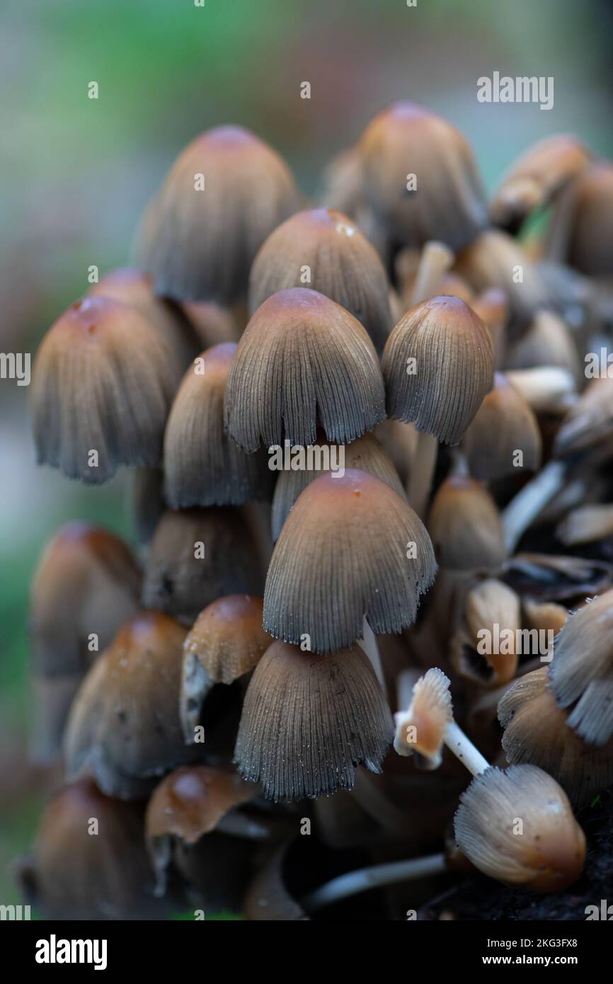 Le Coprinellus micaceus est une espèce commune de champignon de la famille des Psathyrellaceae. Ils se développent généralement en groupes sur ou près de la pourriture Banque D'Images
