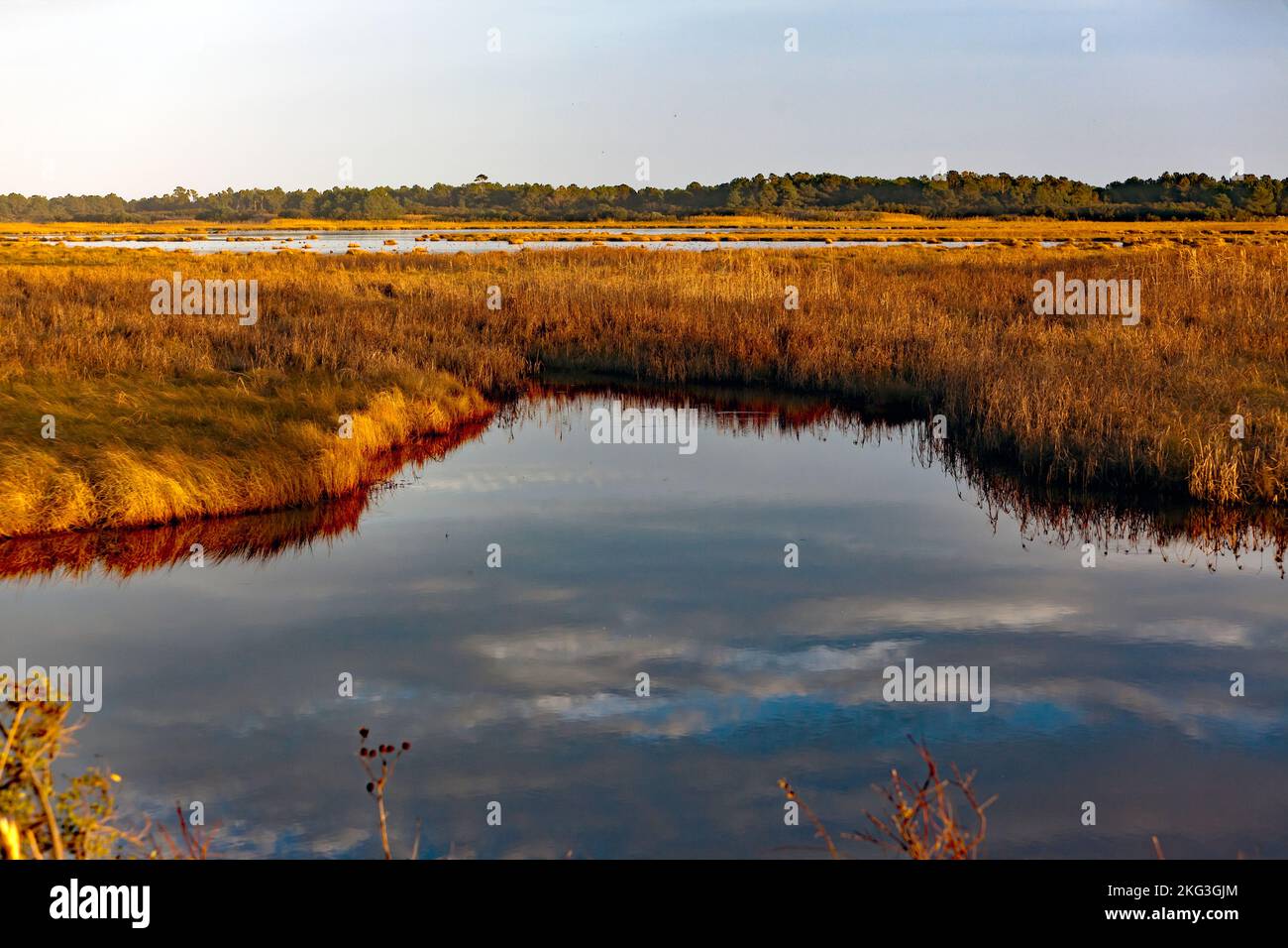 Vue depuis une section de la route de la faune en boucle, dans la réserve naturelle nationale de Chincoteague à Dusk, Virginie, États-Unis Banque D'Images