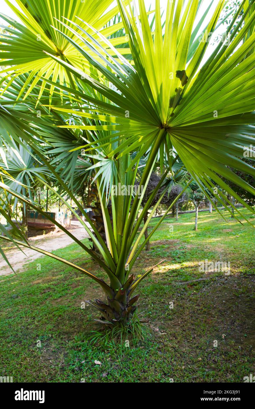 Palmiers dans le parc verdoyant vue sur le paysage Banque D'Images