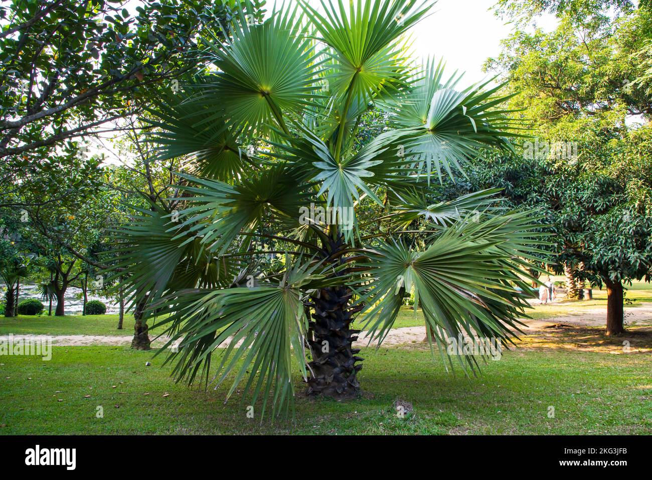 Palmiers dans le parc verdoyant vue sur le paysage Banque D'Images