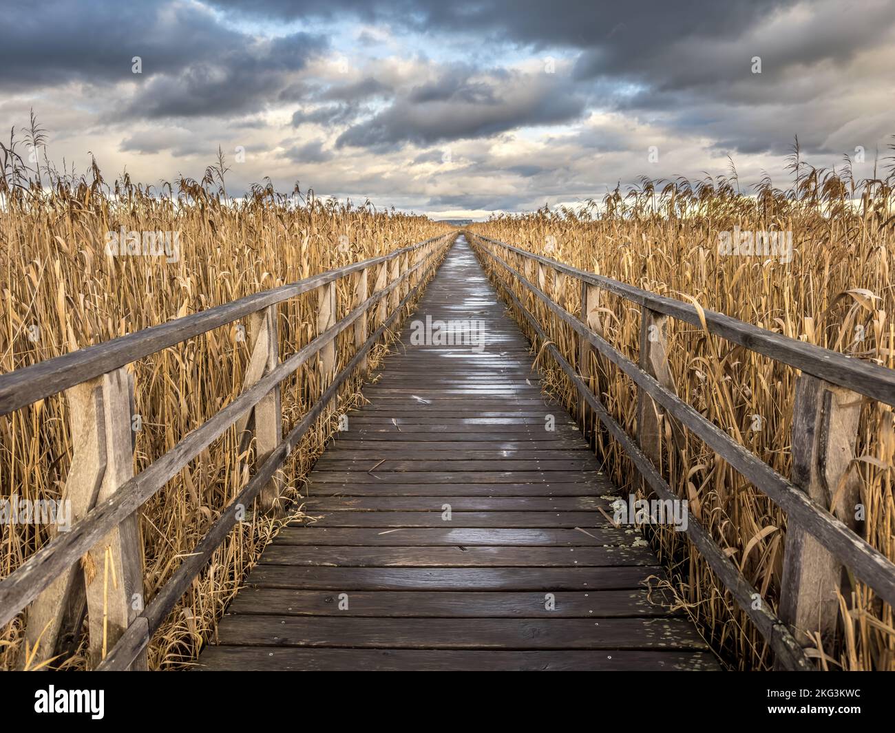 Promenade autour du Federsee, Bad Buchau Banque D'Images