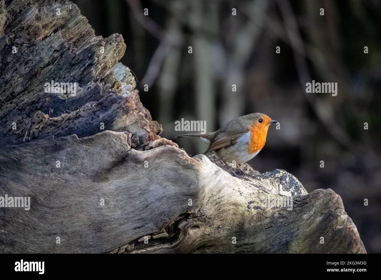 Un gros plan d'un oiseau rouge-gorge sur une surface en bois par une journée ensoleillée Banque D'Images