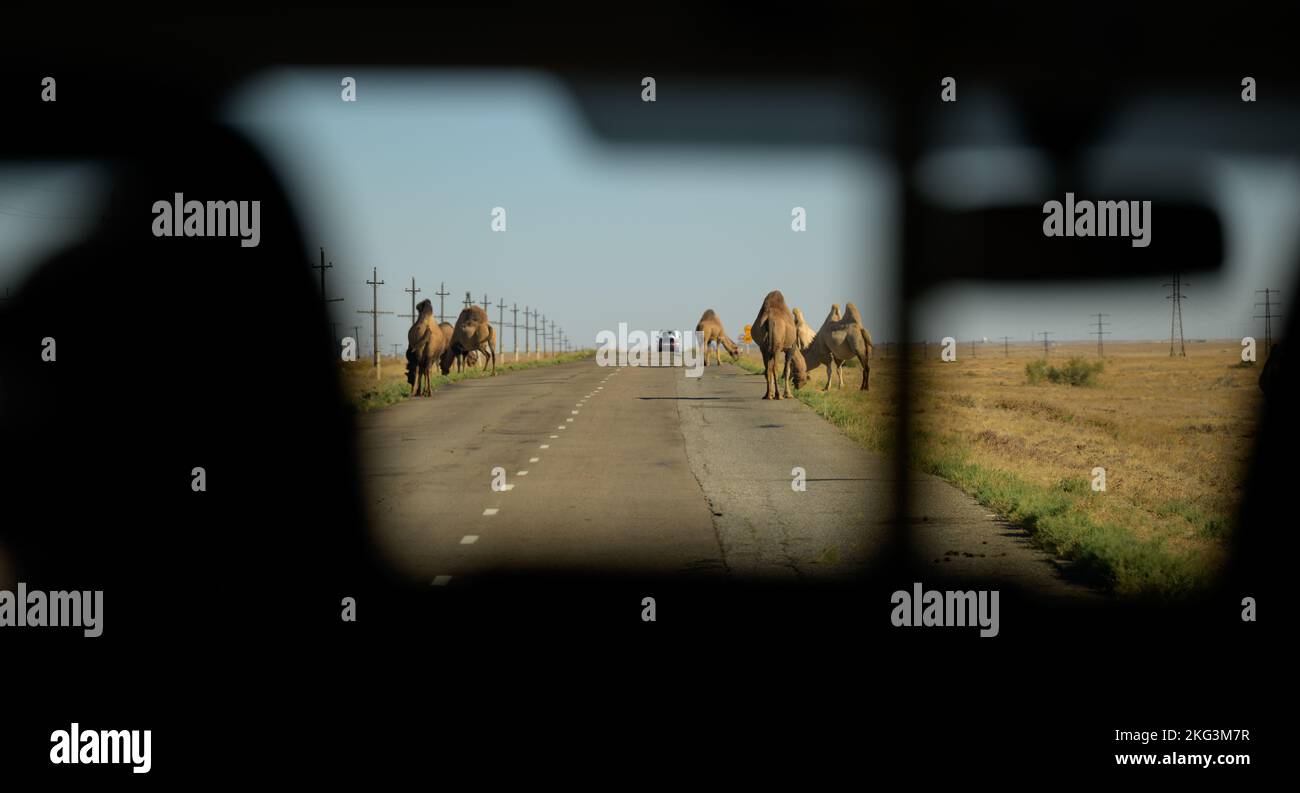Expedition 68 Preflight : des chameaux sont vus le long de la route alors que les membres de l'équipe de la NASA se rendent sur le site de lancement 31 pour préparer le lancement du Soyouz MS-22 avec les astronautes Frank Rubio, Sergey Prokopyev et Dmitri Petelin à Baïkonour, au Kazakhstan. Banque D'Images
