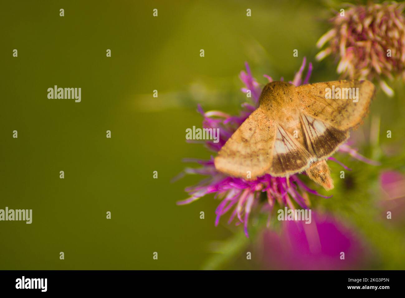 Macro d'un bolloworm de coton (Helicoverpa armigera) sur une fleur pourpre Banque D'Images