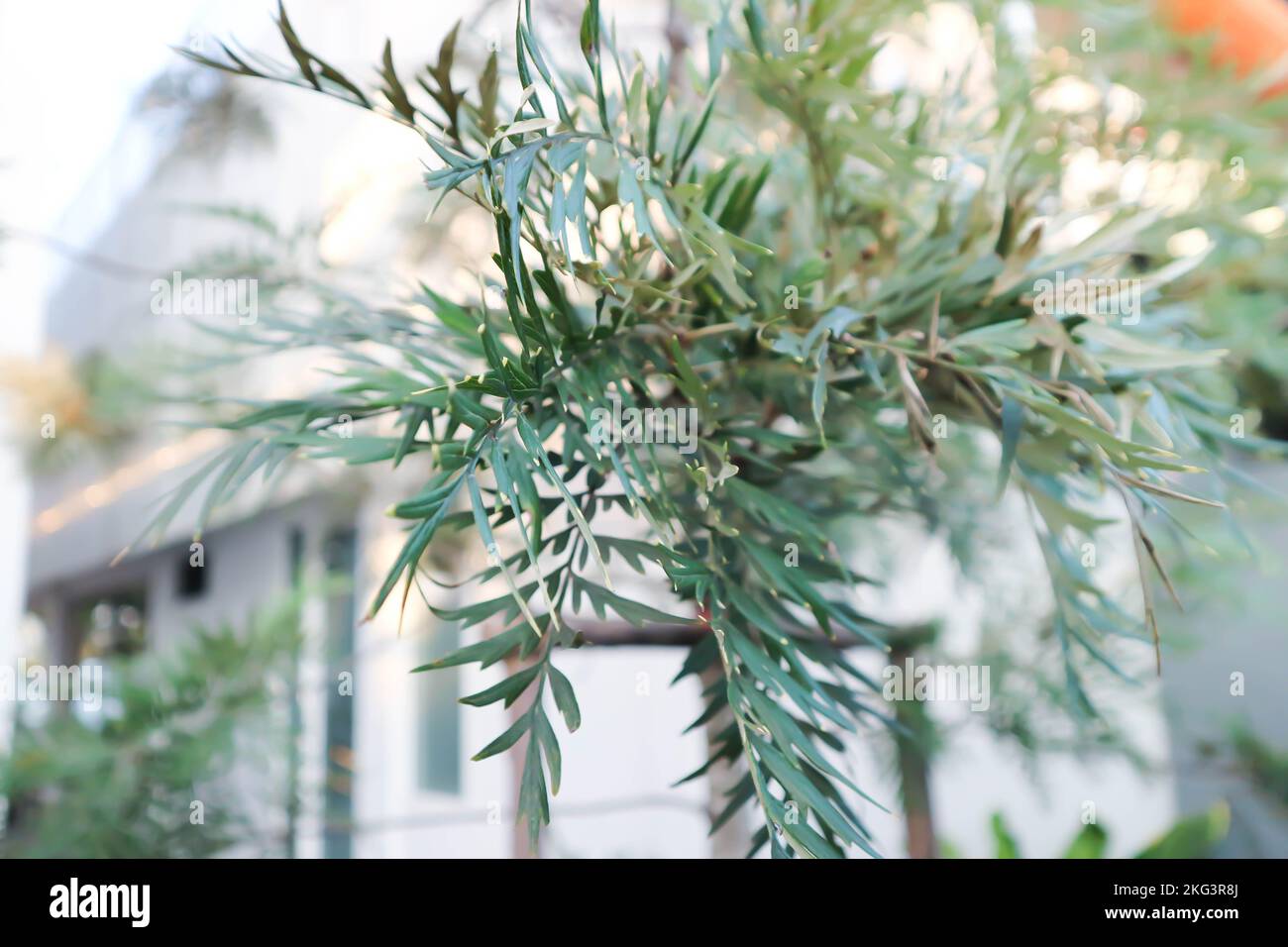 Chêne argenté australien, Grevillea robusta ou Kalla ou Proteaceae ou chêne argenté ou chêne soyeux du sud Banque D'Images