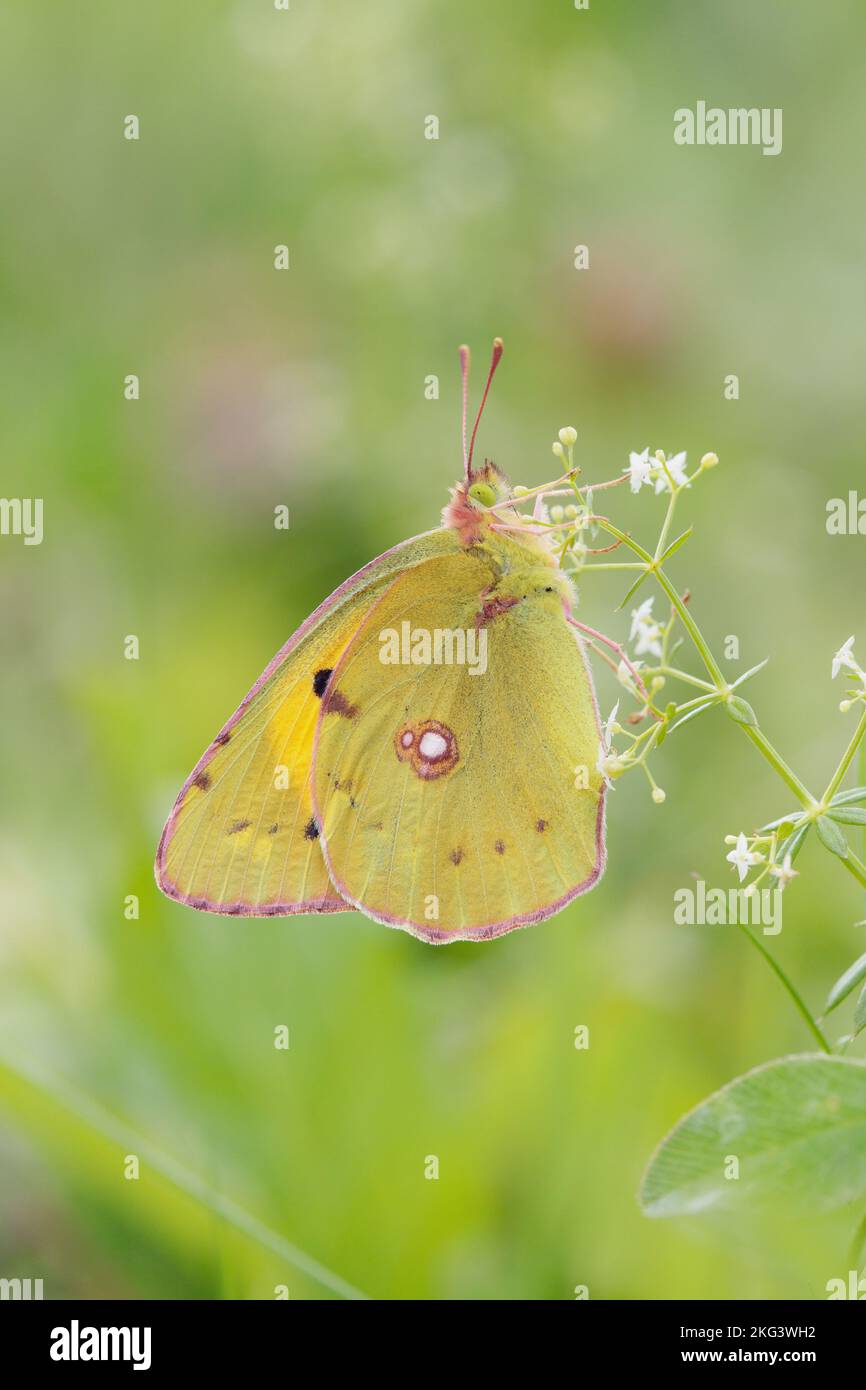 Papillon jaune trouble (Colias croceus) Banque D'Images