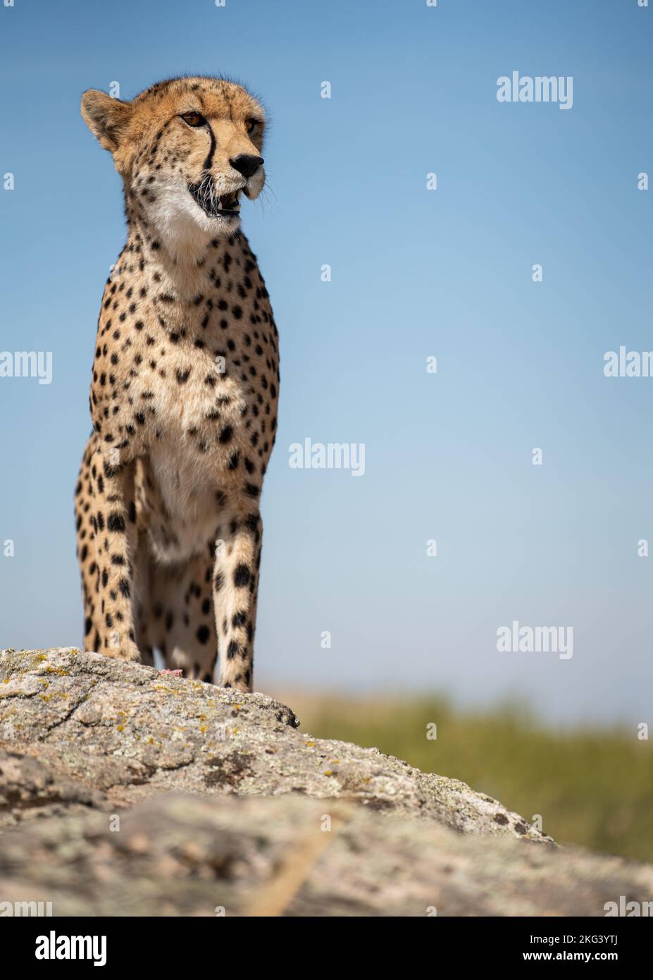 Cheetah au-dessus de la roche à la recherche de préys avec un arrière-plan flou Banque D'Images