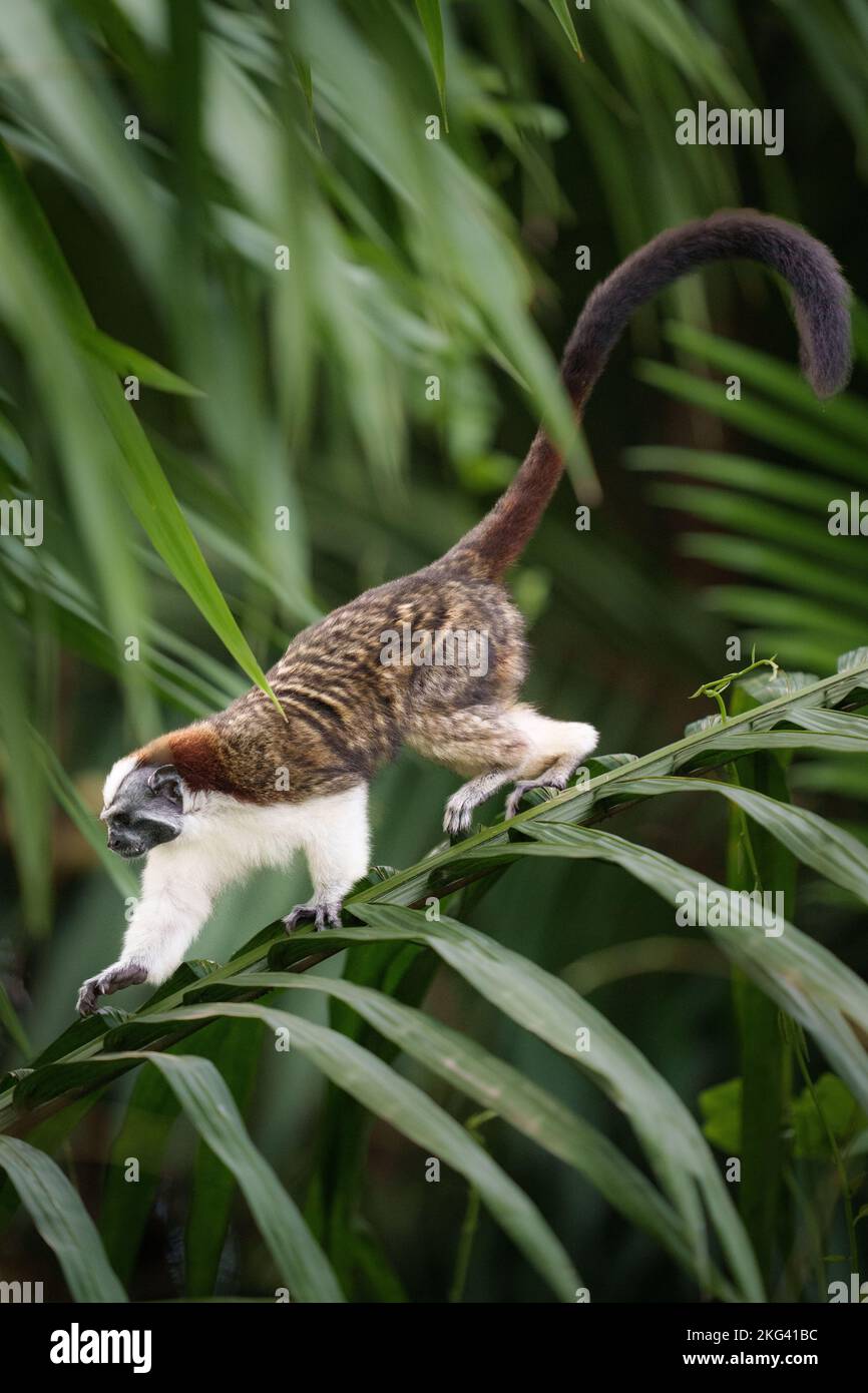 Le singe Tamarin de Geoffroy à pied sur une façade de palmier Banque D'Images