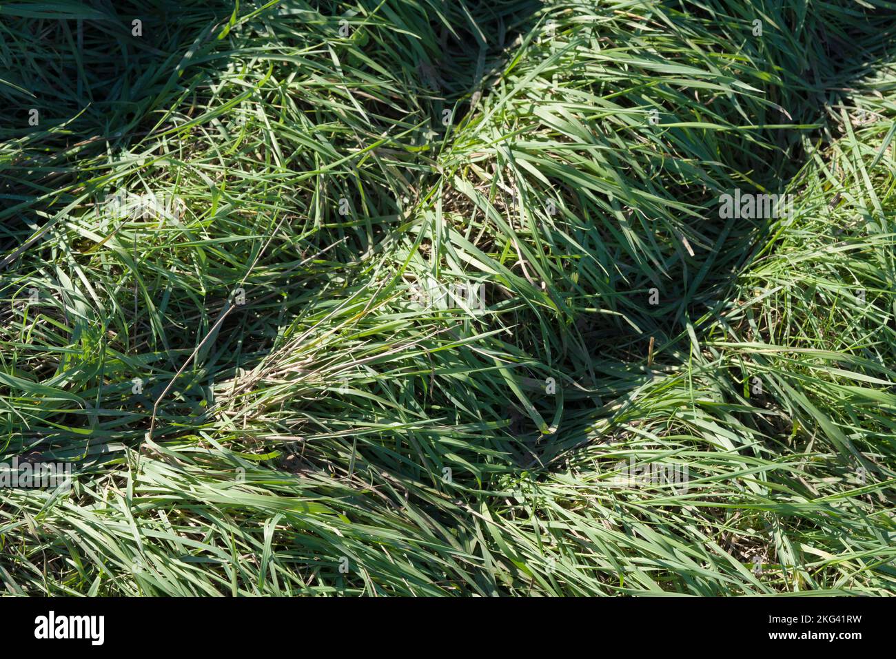 herbe Banque D'Images