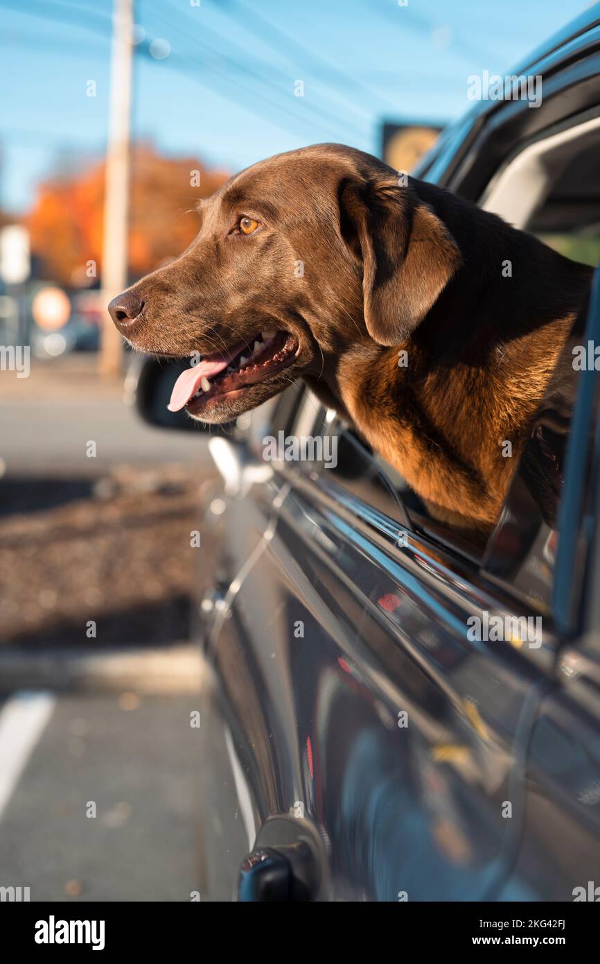 Chocolate Lab colle la tête hors de la voiture Banque D'Images