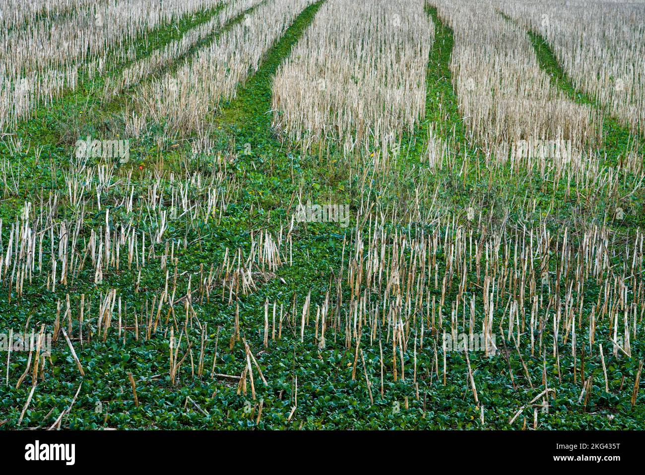 Récolte de colza en septembre, Weserbergland; Allemagne Banque D'Images