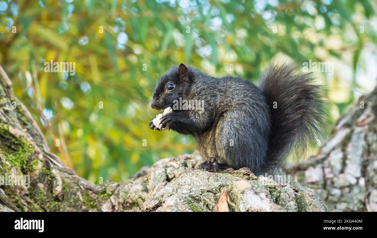 Écureuil gris de l'est mélaniste noir (Sciurus carolinensis) mangeant des champignons avec un foyer sélectif Banque D'Images
