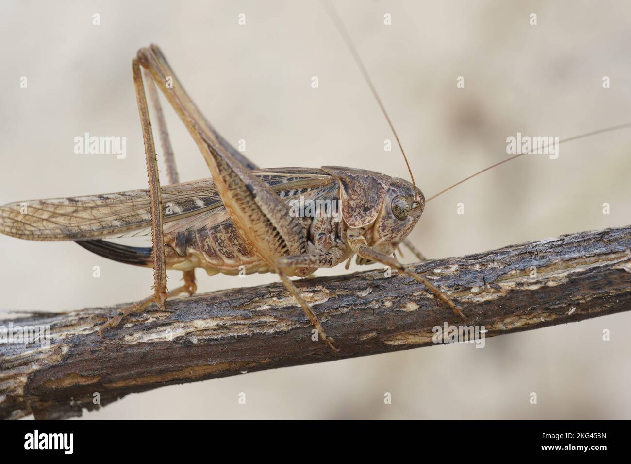Gros plan naturel sur une sauterelle méditerranéenne brune à longues cornes, Platycleis sabulosa, assise sur une branche Banque D'Images