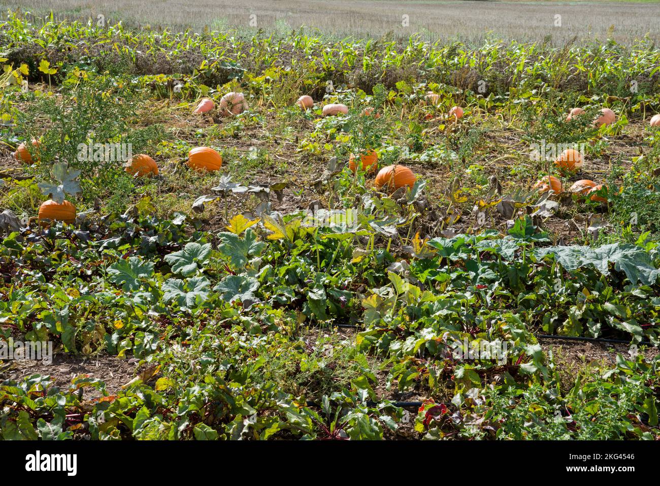 Un champ de courge rouge kuri en septembre, Weserbergland; Allemagne Banque D'Images