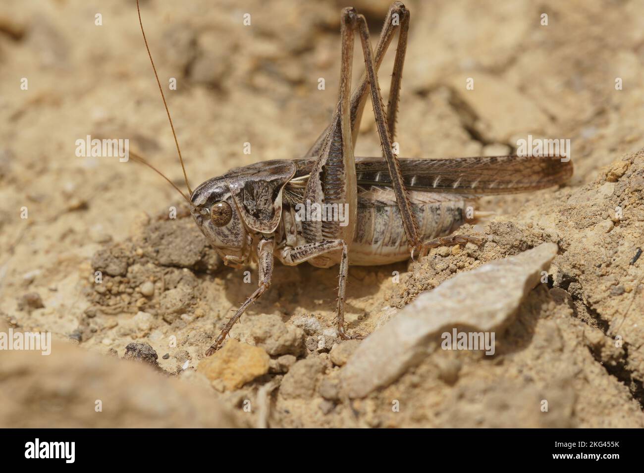 Gros plan naturel sur une sauterelle méditerranéenne brune à longues cornes, Platycleis sabulosa, assise sur le sol Banque D'Images