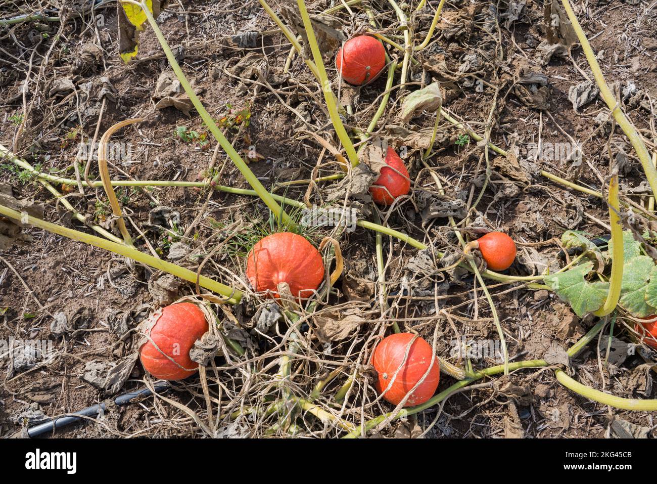 Un champ de courge rouge kuri en septembre, Weserbergland; Allemagne Banque D'Images