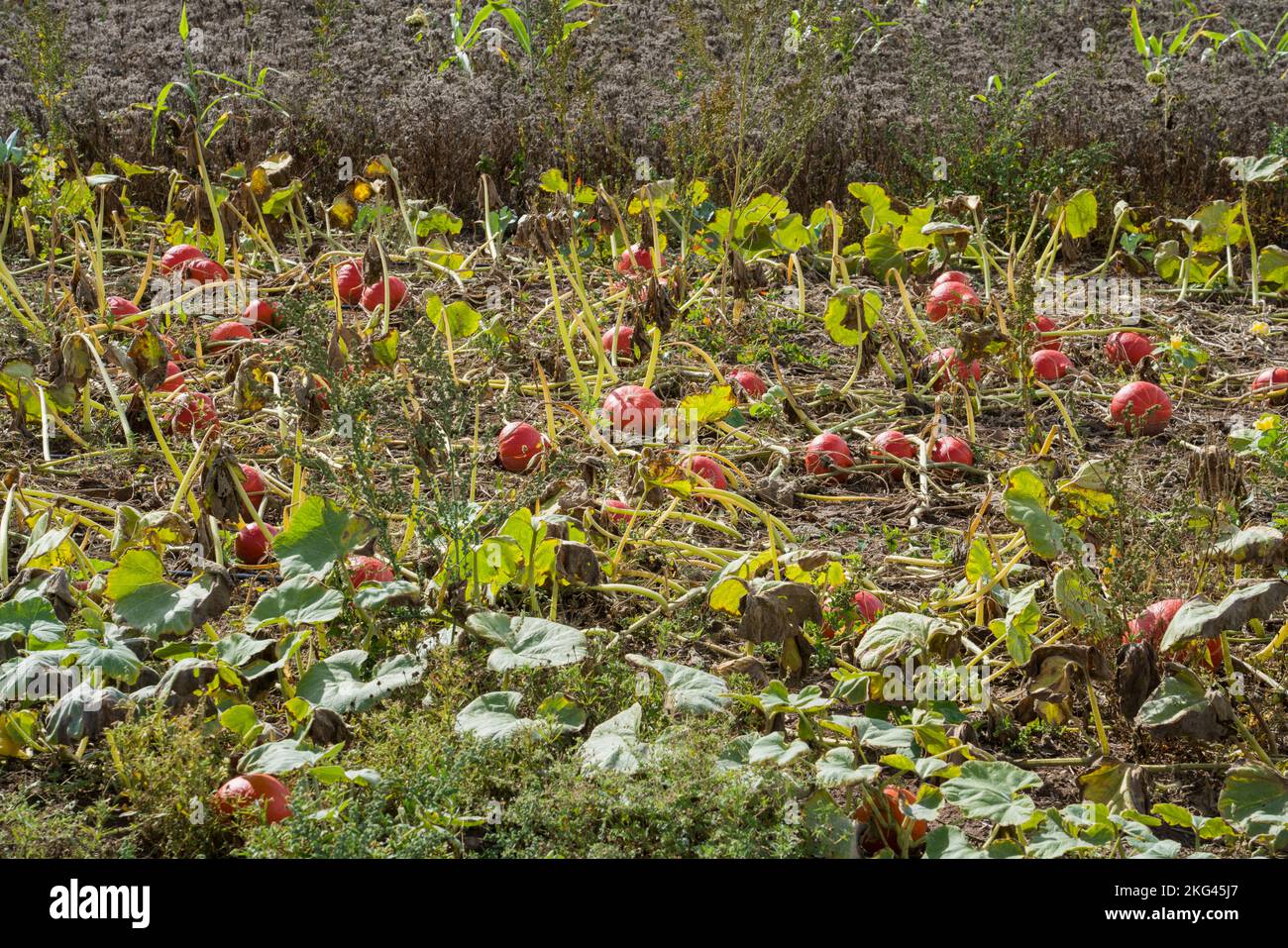 Un champ de courge rouge kuri en septembre, Weserbergland; Allemagne Banque D'Images
