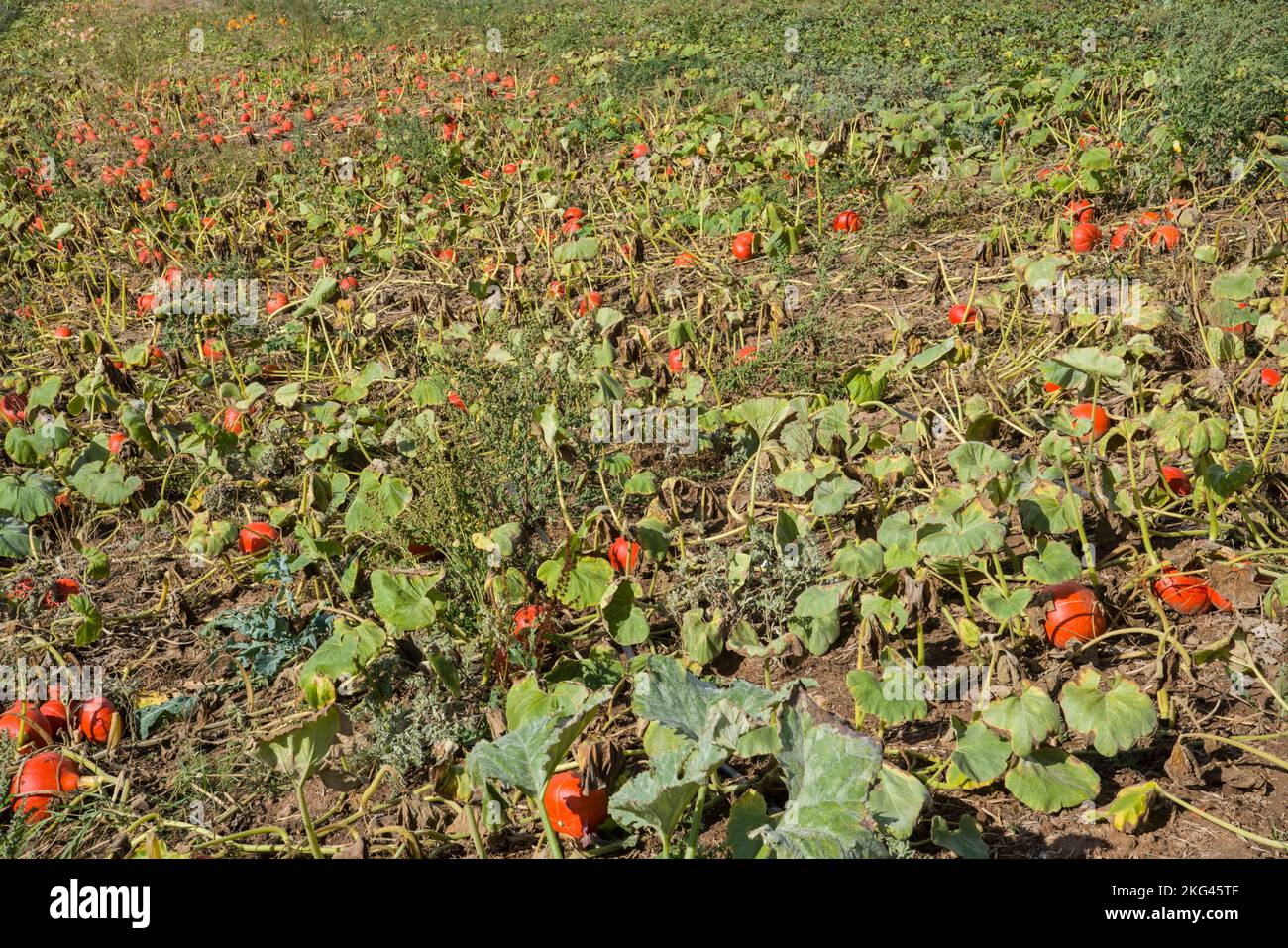 Un champ de courge rouge kuri en septembre, Weserbergland; Allemagne Banque D'Images