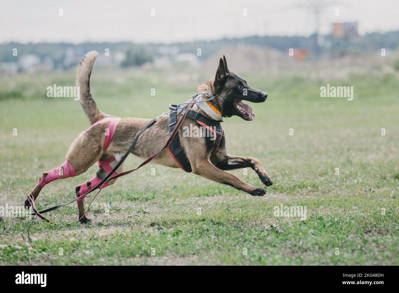 Chien de travail malinois. Berger belge. Police, chien de garde Banque D'Images