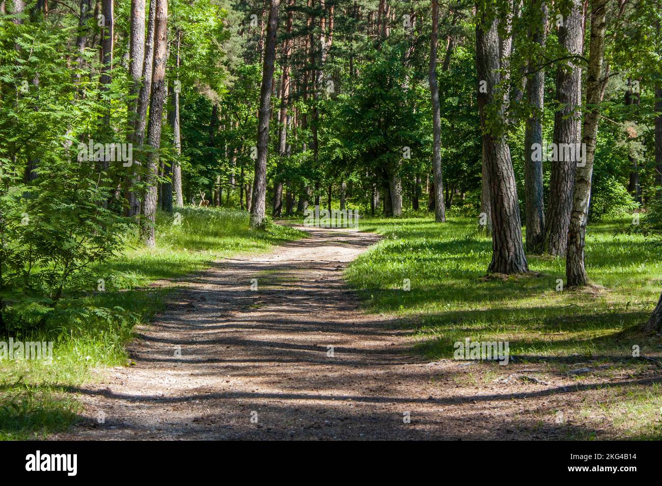 Sentier de sable avec racines d'arbres dans une forêt de pins verts, en été. Banque D'Images
