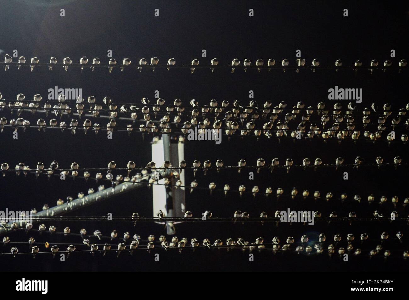 Yogyakarta, Indonésie. 21st novembre 2022. Un troupeau de la Cygne asiatique (Hirundo Rustica) perche sur un câble dans la région de Gondomanan. La ville de Yogyakarta est une destination de migration pour les troupeaux de cerfs-volants asiatiques, dans les hémisphères du nord tels que la Sibérie, la Russie, la Mongolie et la Chine sont des zones de reproduction pour ces oiseaux. Crédit : SOPA Images Limited/Alamy Live News Banque D'Images