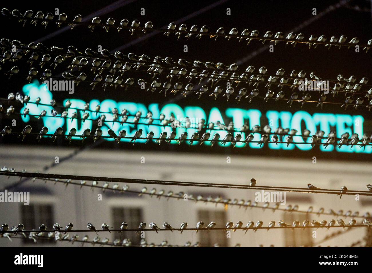 Yogyakarta, Indonésie. 21st novembre 2022. Un troupeau de la Cygne asiatique (Hirundo Rustica) perche sur un câble dans la région de Gondomanan. La ville de Yogyakarta est une destination de migration pour les troupeaux de cerfs-volants asiatiques, dans les hémisphères du nord tels que la Sibérie, la Russie, la Mongolie et la Chine sont des zones de reproduction pour ces oiseaux. Crédit : SOPA Images Limited/Alamy Live News Banque D'Images