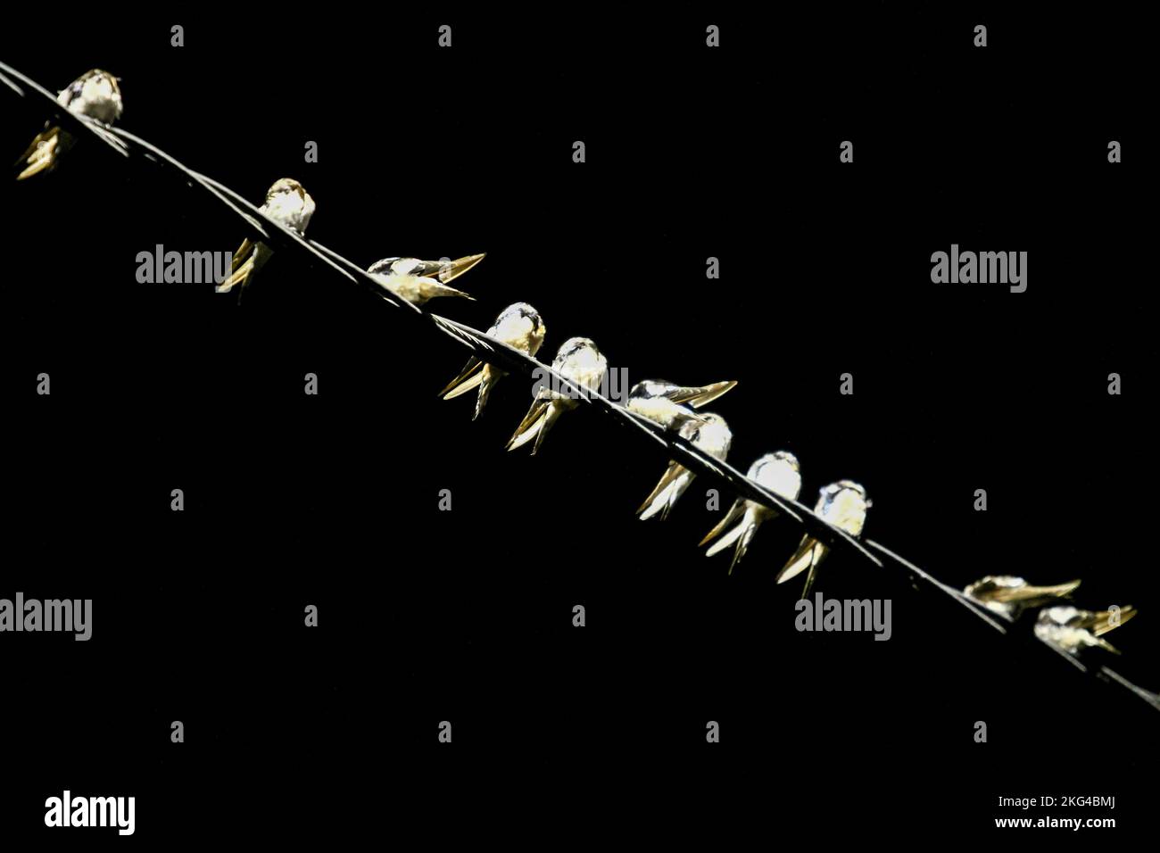 Yogyakarta, Indonésie. 21st novembre 2022. Un troupeau de la Cygne asiatique (Hirundo Rustica) perche sur un câble dans la région de Gondomanan. La ville de Yogyakarta est une destination de migration pour les troupeaux de cerfs-volants asiatiques, dans les hémisphères du nord tels que la Sibérie, la Russie, la Mongolie et la Chine sont des zones de reproduction pour ces oiseaux. Crédit : SOPA Images Limited/Alamy Live News Banque D'Images