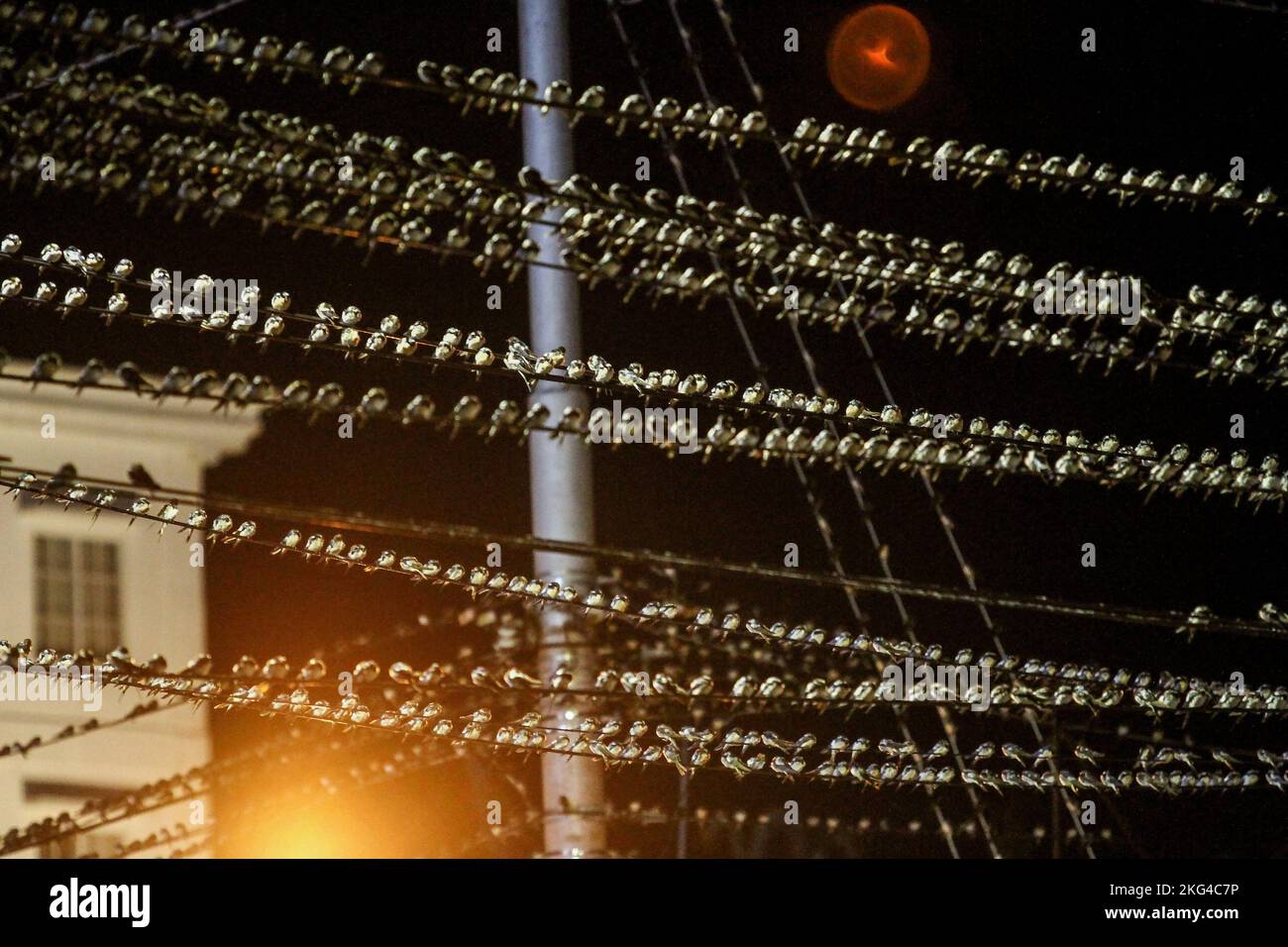 Yogyakarta, Indonésie. 21st novembre 2022. Un troupeau de la Cygne asiatique (Hirundo Rustica) perche sur un câble dans la région de Gondomanan. La ville de Yogyakarta est une destination de migration pour les troupeaux de cerfs-volants asiatiques, dans les hémisphères du nord tels que la Sibérie, la Russie, la Mongolie et la Chine sont des zones de reproduction pour ces oiseaux. (Photo par Angga Budhiyanto/SOPA Images/Sipa USA) crédit: SIPA USA/Alay Live News Banque D'Images