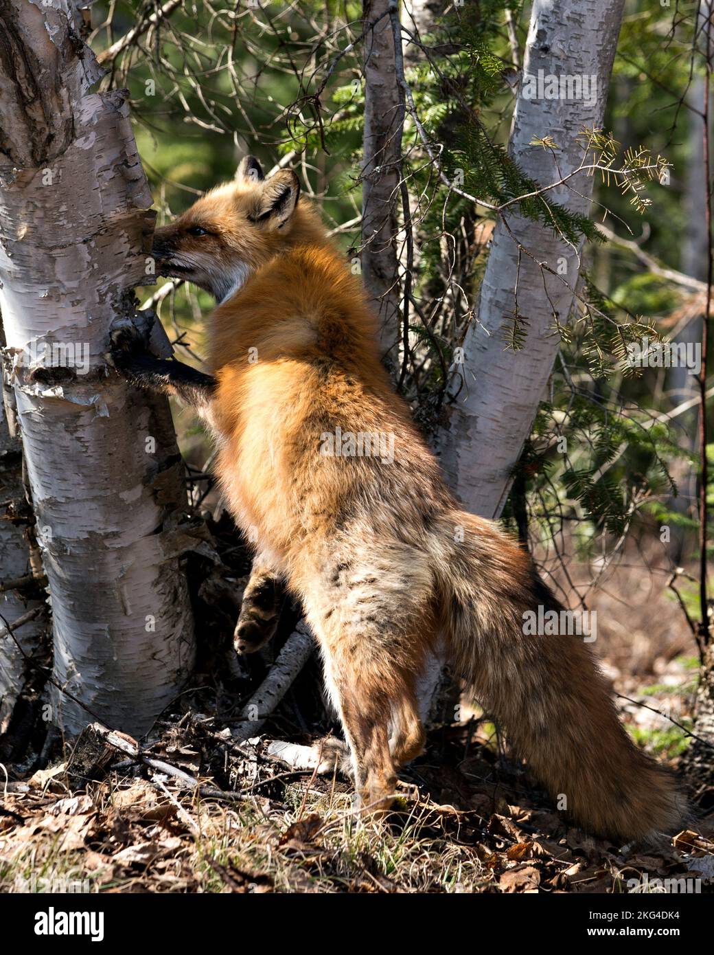 Profil de renard roux en gros plan debout sur un bouleau à la recherche de sa proie au printemps avec queue de renard, fourrure, dans son environnement et habi Banque D'Images