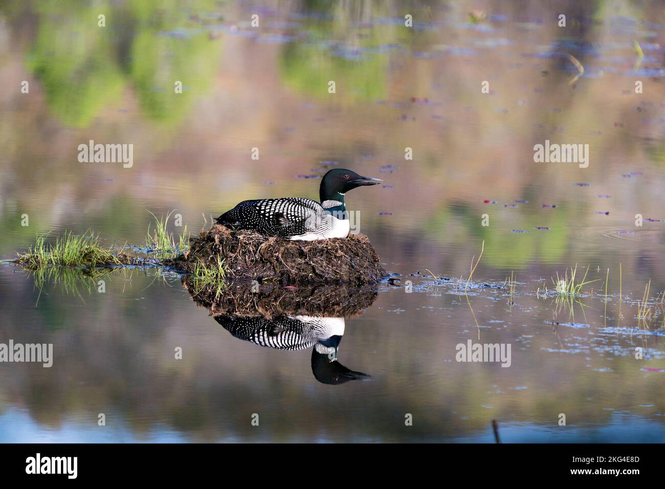 Loon nichant sur son nid avec des herbes de marais, de la boue et de l'eau au bord du lac dans son environnement et son habitat où l'on présente des yeux rouges, des plumes noires et blanches Banque D'Images Loon nichant sur son nid avec des herbes de marais, de la boue et de l'eau au bord du lac dans son environnement et son habitat où l'on présente des yeux rouges, des plumes noires et blanches Banque D'Images