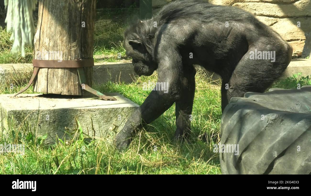 Zagabria , Croatie, - août 2021: Grand chimpanzee commun manger dans le parc Maksimir du zoo de Zagabria.Espèces de troglodytes panées. Banque D'Images