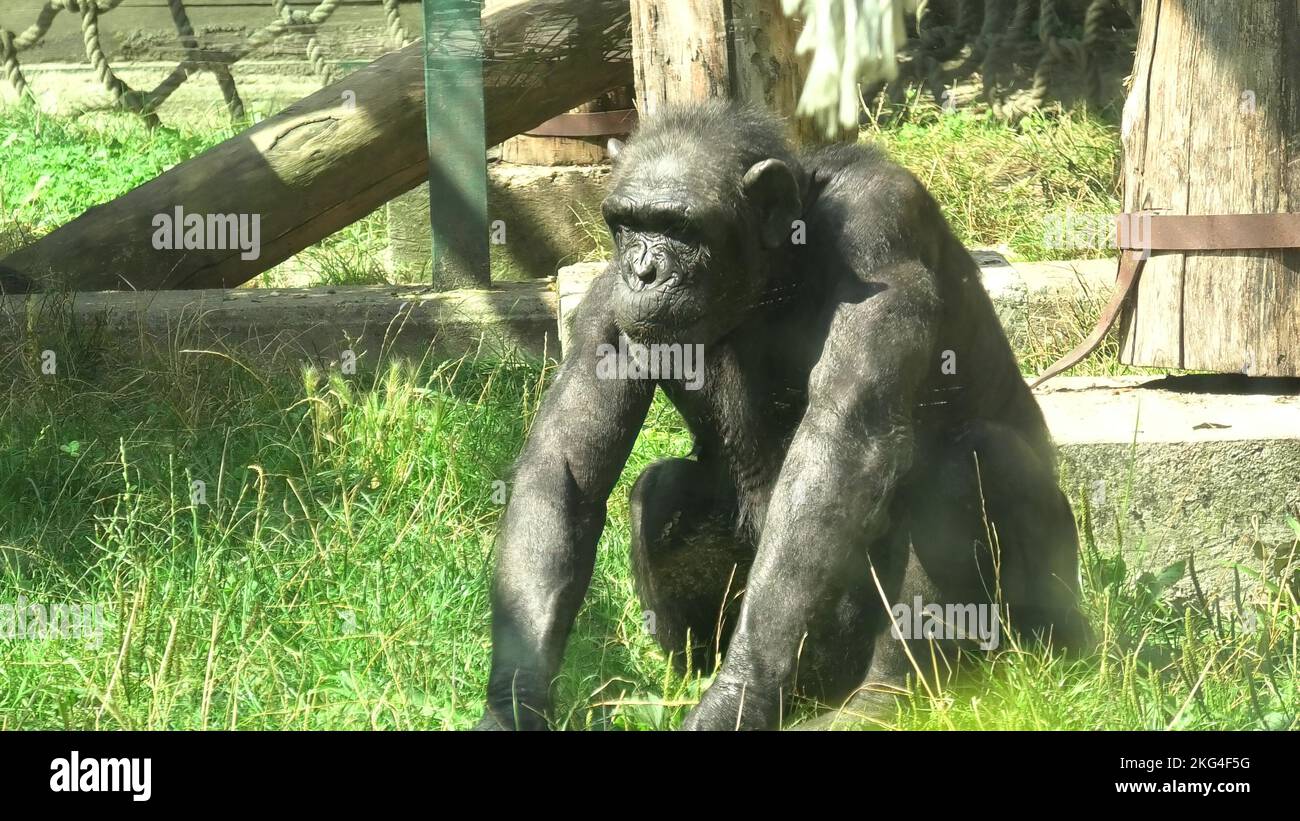 Zagabria , Croatie, - août 2021 : chimpanzé dans le parc Maksimir du zoo de Zagabria. Espèces de troglodytes panées. Banque D'Images