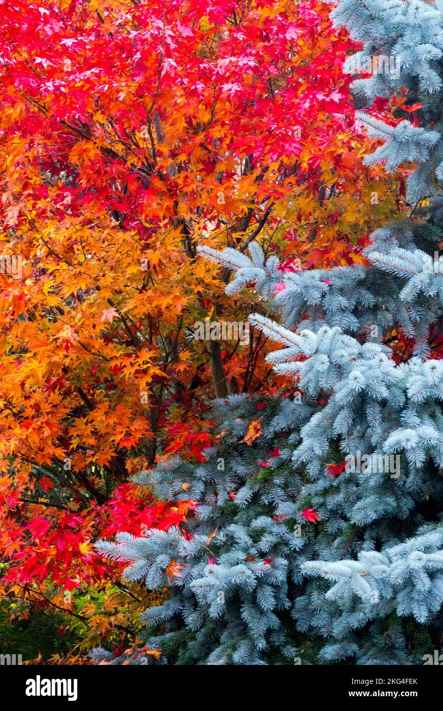 Rouge contraste jardin argenté couleurs automne jardin arbres Picea pungens arbres Acer palmatum Maple japonais argent épinette coloré automne tour d'octobre Banque D'Images