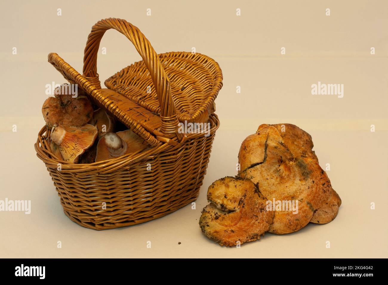 panier débordant de champignons, niscalos, récemment récoltés dans les premiers jours de l'automne. Panier en osier ou en bois sur un lig Banque D'Images