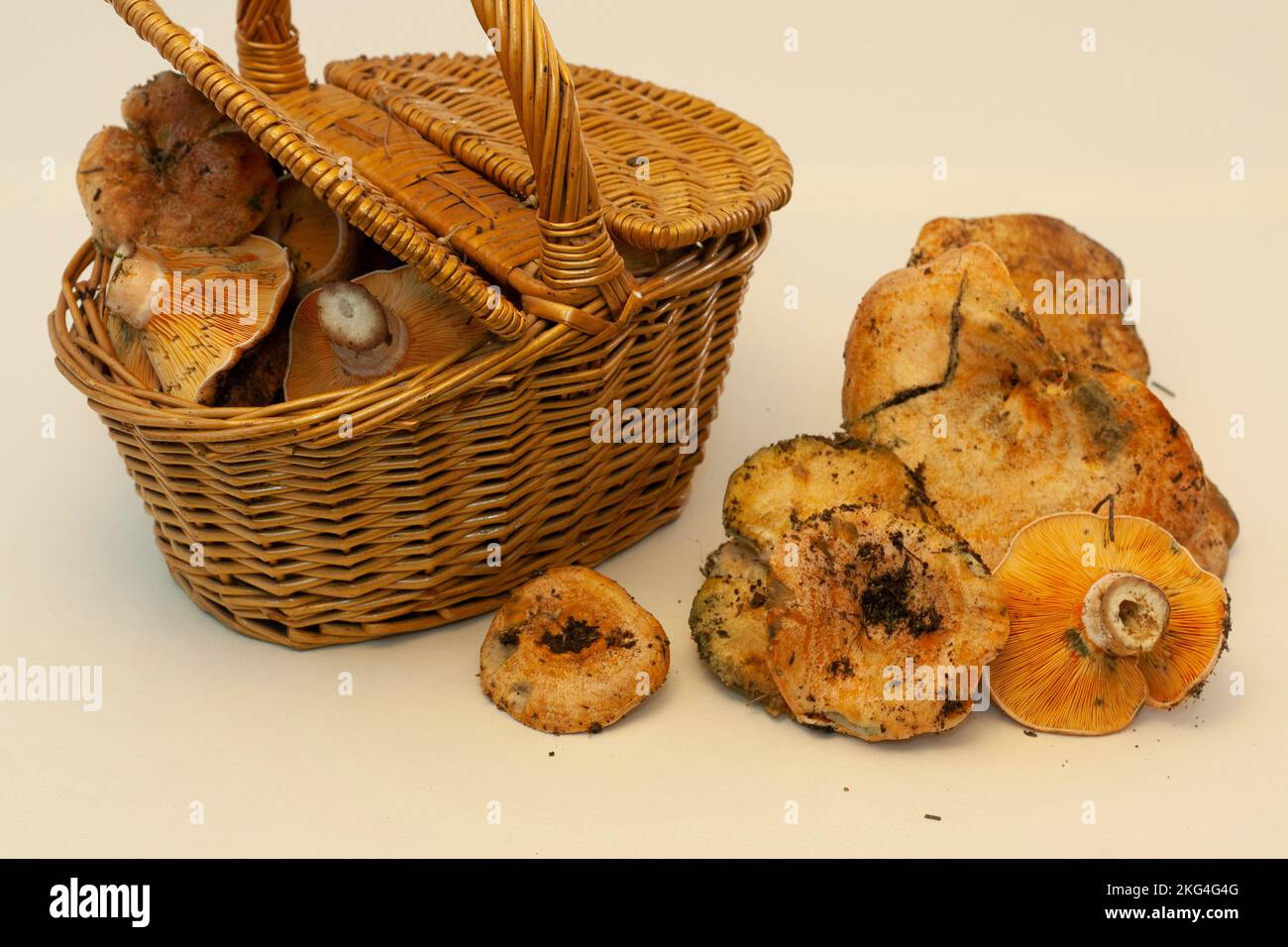 panier débordant de champignons, niscalos, récemment récoltés dans les premiers jours de l'automne. Panier en osier ou en bois sur un lig Banque D'Images