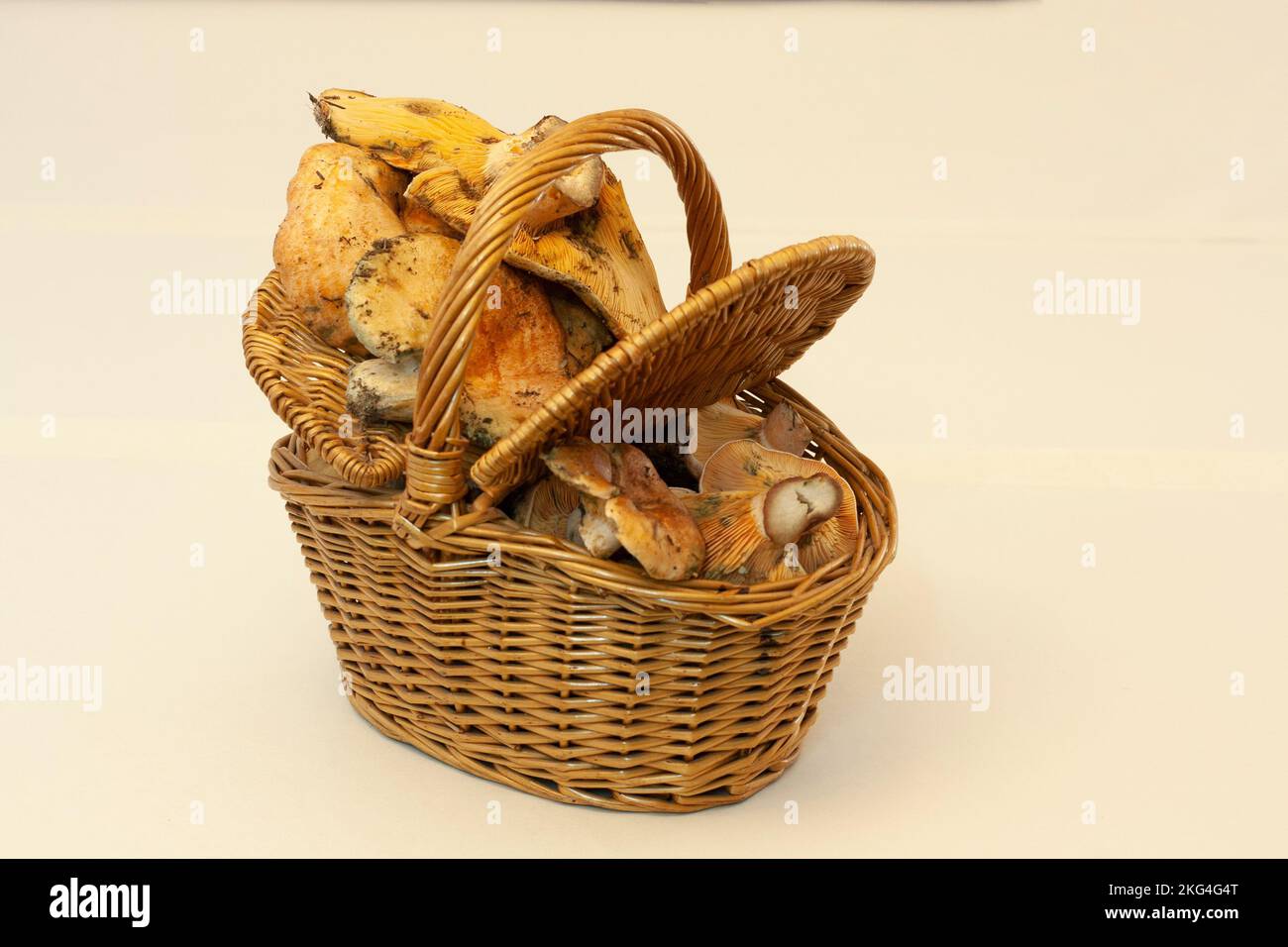 panier débordant de champignons, niscalos, récemment récoltés dans les premiers jours de l'automne. Panier en osier ou en bois sur un lig Banque D'Images
