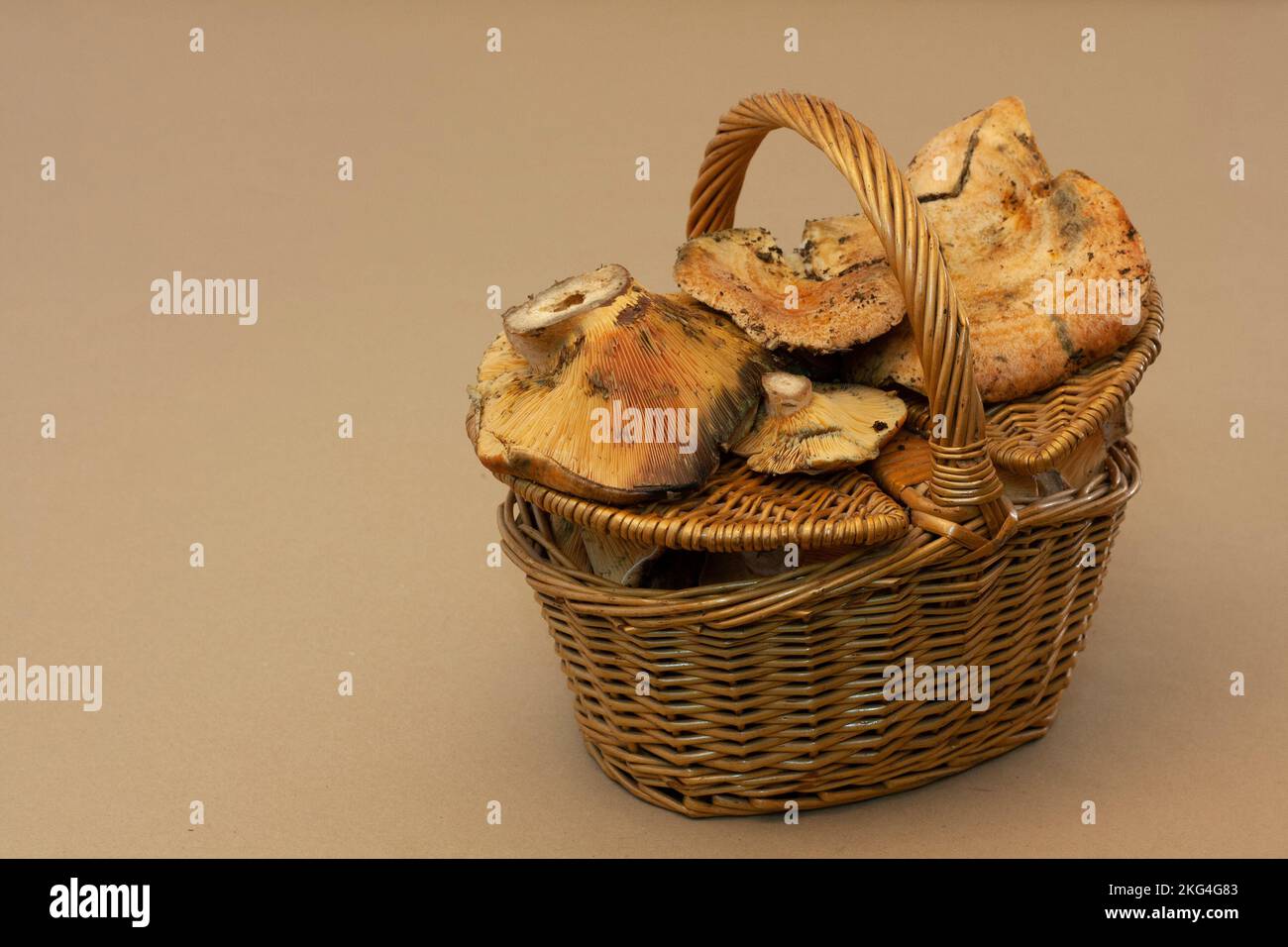 panier débordant de champignons, niscalos, récemment récoltés dans les premiers jours de l'automne. Panier en osier ou en bois sur un lig Banque D'Images