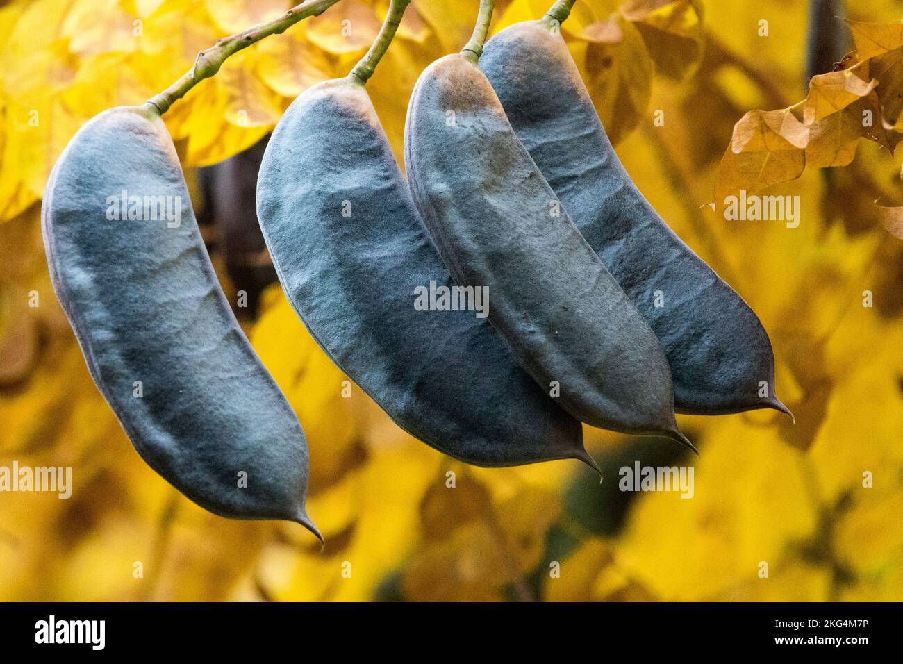 Arbre de Coffetree du Kentucky Gymnocladus dioica, Pods, gousses d'automne sur une branche Banque D'Images