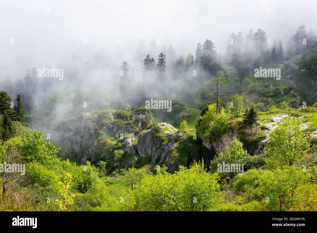 Forêt de conifères brumeux et moody avec des roches surcultivées avec de la mousse verte luxuriante et du lichen dans la chaîne de montagnes Khvamli dans la région de Racha en Géorgie. Banque D'Images