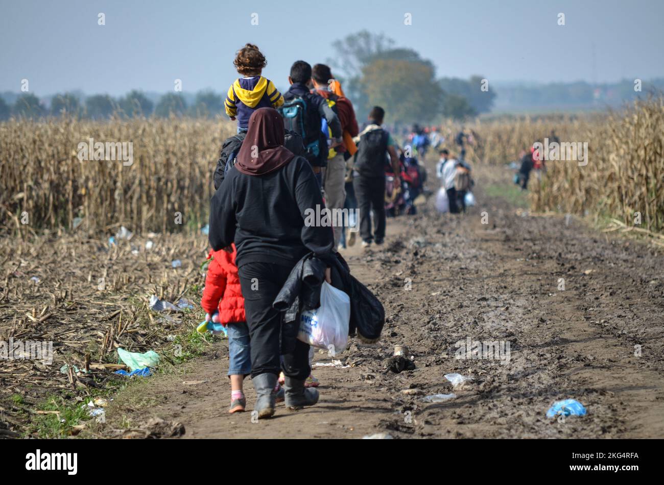 Réfugiés marchant dans le champ de maïs. Les migrants qui tentent de traverser la frontière croate pour entrer dans l'Union européenne (UE) à la recherche d'une vie meilleure. Banque D'Images