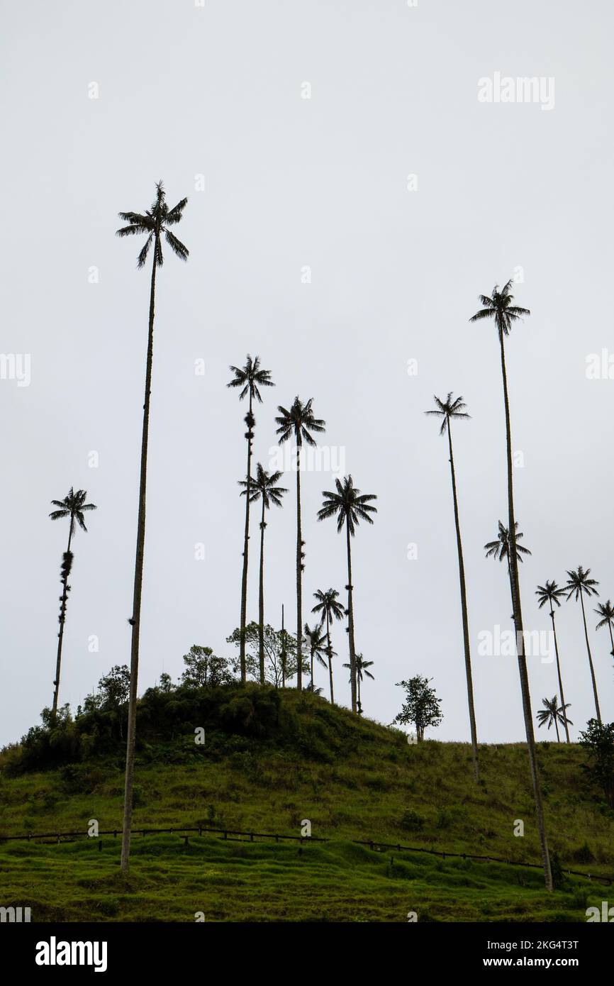 Les plus hauts palmiers à cire du monde (Ceroxylon quindiuense) reconnus par l'UNESCO comme patrimoine culturel de la vallée de Cocora, à Salento, à Quindío, en Colombie Banque D'Images