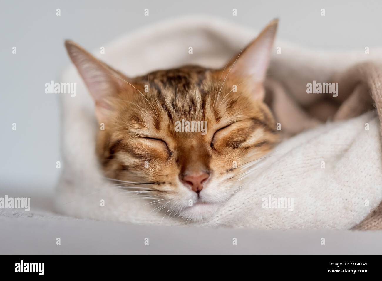 Un joli chat Bengale peut dormir dans une chambre confortable. Banque D'Images