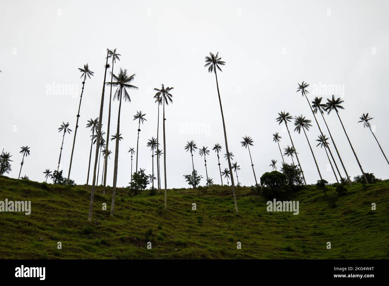 Les plus hauts palmiers à cire du monde (Ceroxylon quindiuense) reconnus par l'UNESCO comme patrimoine culturel de la vallée de Cocora, à Salento, à Quindío, en Colombie Banque D'Images