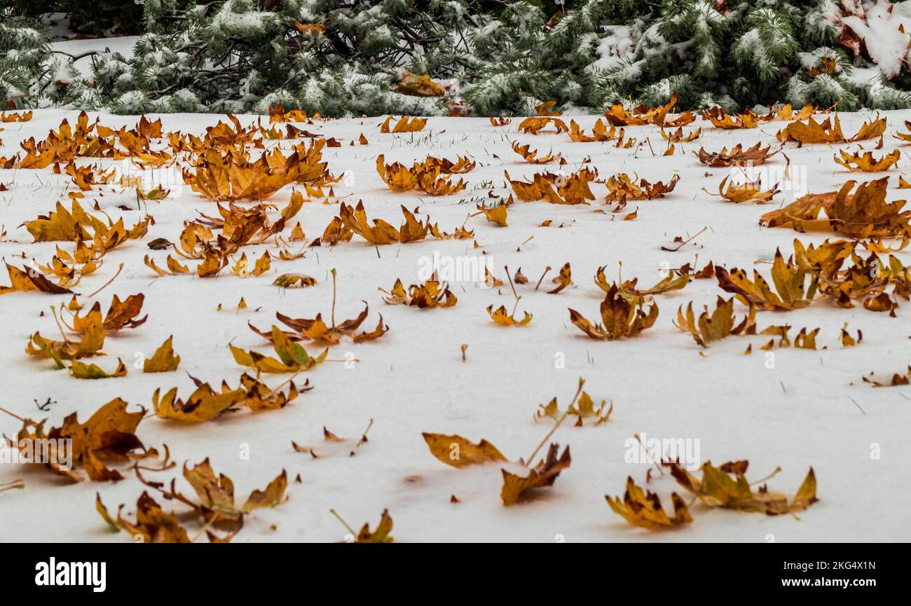 Feuilles d'érable orange congelées sur la neige fraîche sur l'île de Vancouver. Banque D'Images