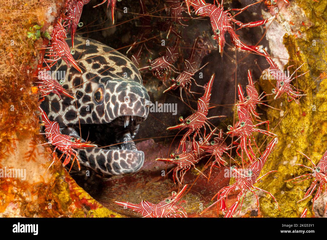 Cette anguille de moray en nid d'abeille, Gymnothorax favagineus, est entourée de crevettes dansantes mâles et femelles, Rhynchocinetes uritai, Indonésie. Banque D'Images