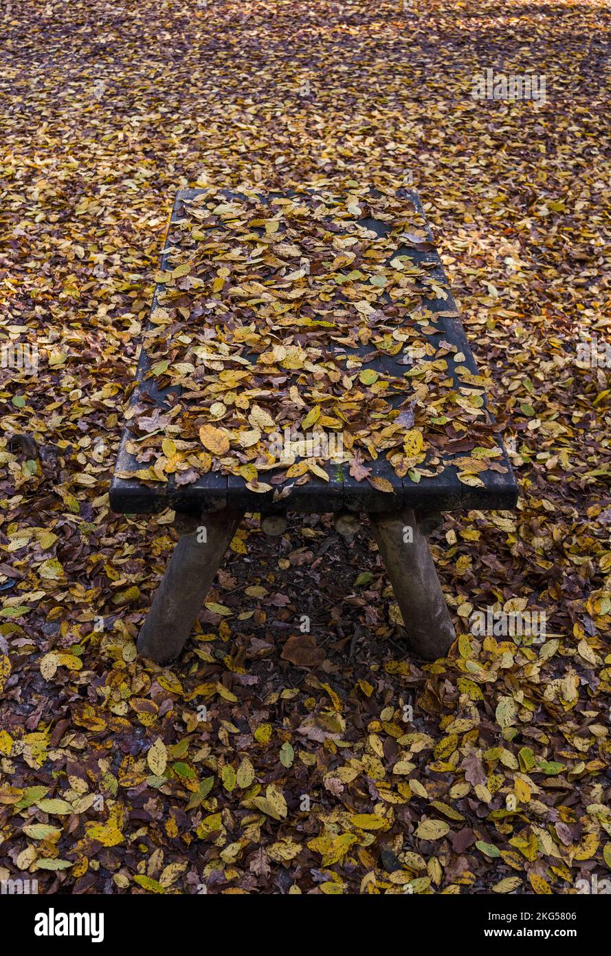 Table en bois recouverte de feuilles jaunes tombées dans la forêt feuillue d'automne Banque D'Images