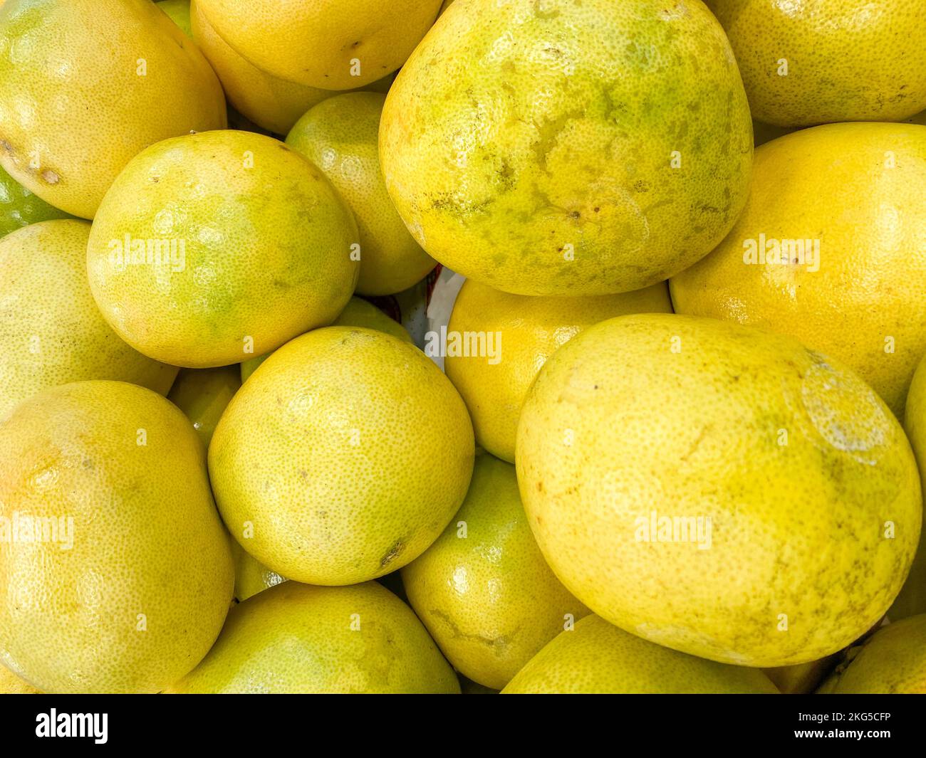 Récolte de pamplemousse, groupe de pamplemousses pour le fond, pamplemousse biologique frais, produits agricoles locaux, produits du marché agricole, ha fermier local frais Banque D'Images